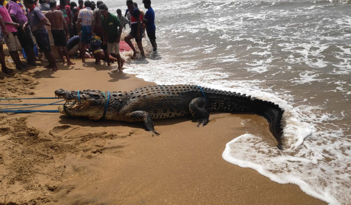 Heboh! Buaya 4 Meter Muncul di Pantai Minahasa, Warga Tangkap Pakai Jubi