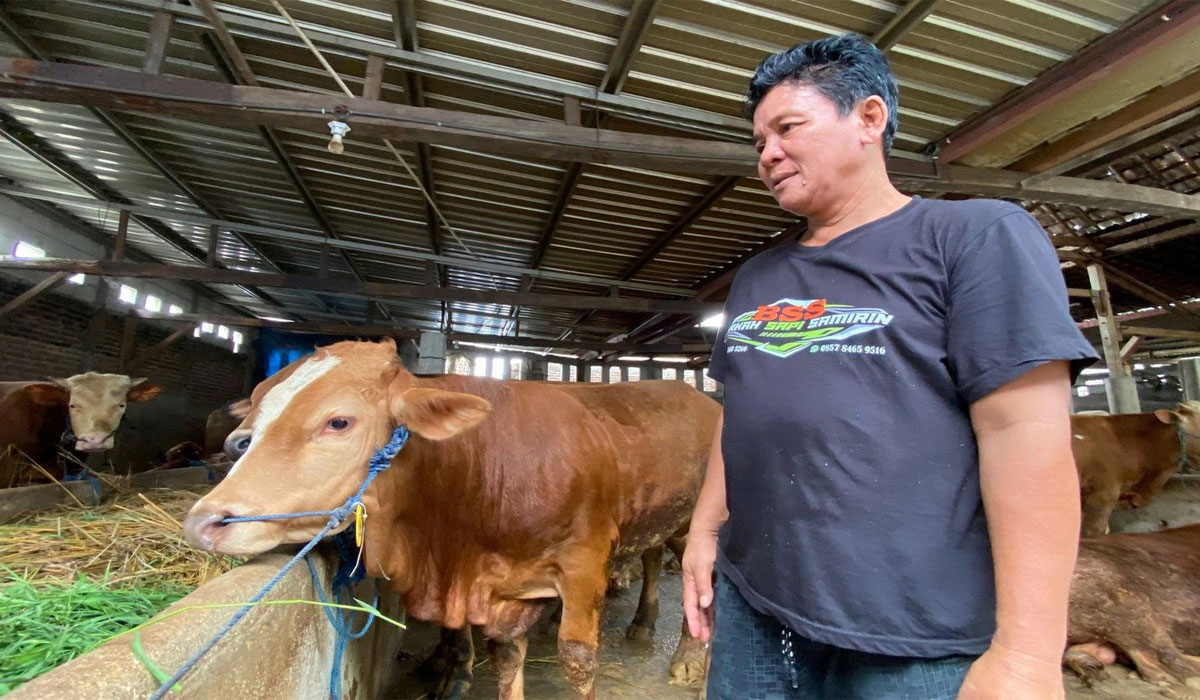 jelang idul adha, harga sapi kurban di bulukumba–sinjai meroket tajam