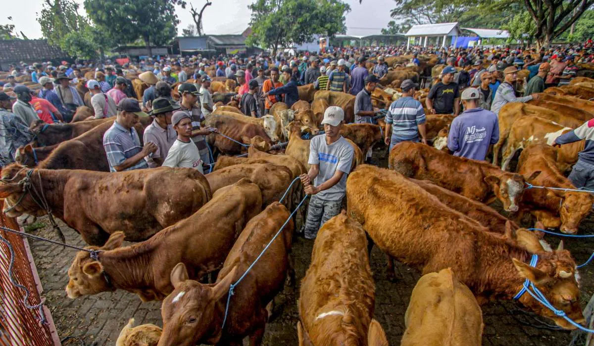 Mengejutkan! Jelang Idul Adha, Harga Sapi Kurban di Bulukumba–Sinjai Meroket Tajam